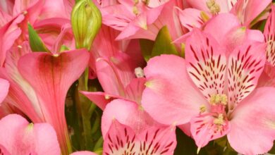 Alstroemerias alstroemeria cuidados