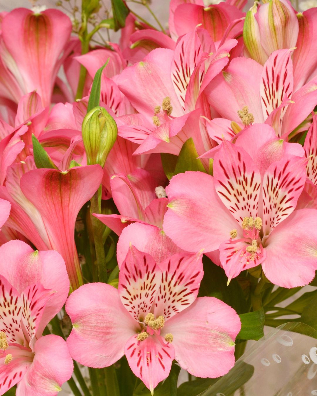 Alstroemerias alstroemeria cuidados