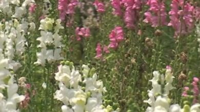 antirrhinum boca de dragón