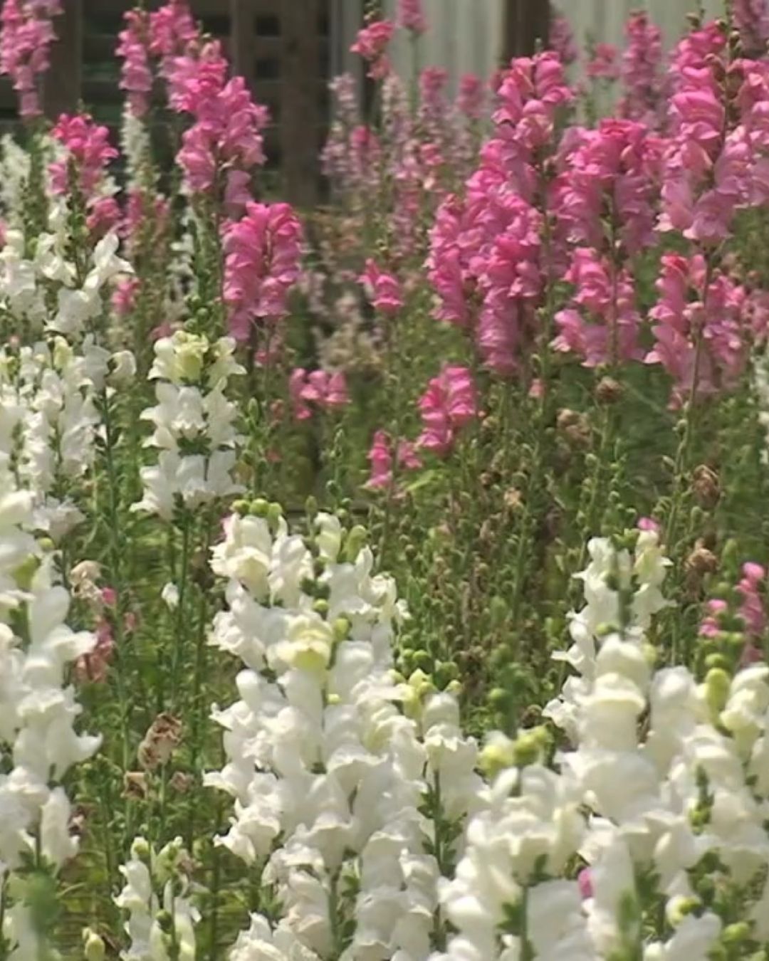 antirrhinum boca de dragón