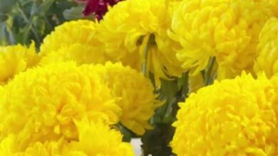 crisantemo chrysanthemum cuidados