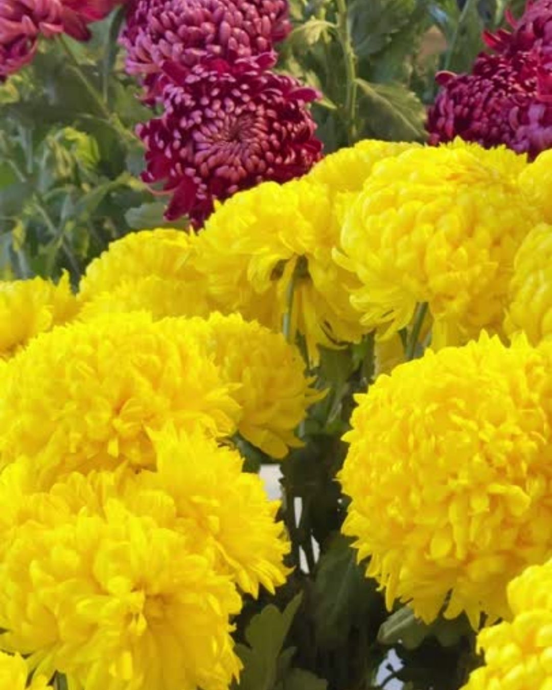 crisantemo chrysanthemum cuidados