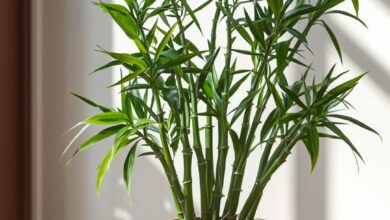 15 plantas que atraen buena suerte según el Feng Shui