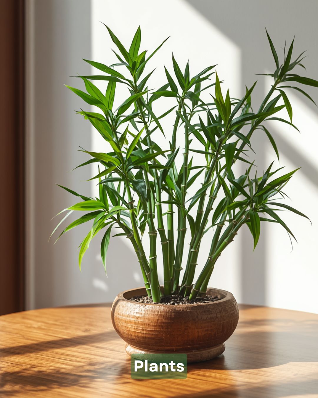 15 plantas que atraen buena suerte según el Feng Shui