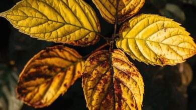 Por qué se ponen amarillas las hojas de tu planta y cómo solucionarlo