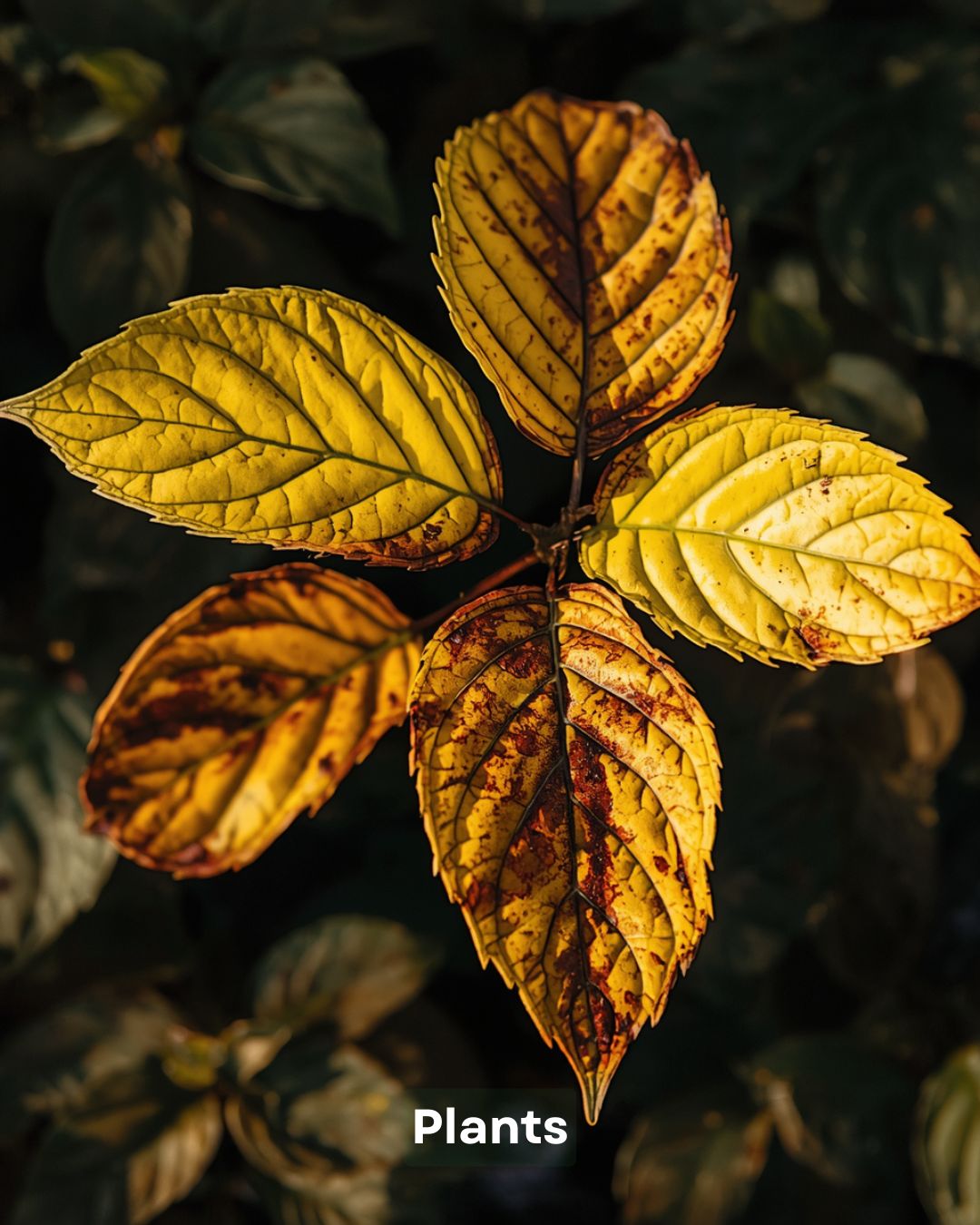 Por qué se ponen amarillas las hojas de tu planta y cómo solucionarlo