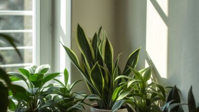 Cómo armar un rincón verde en tu apartamento