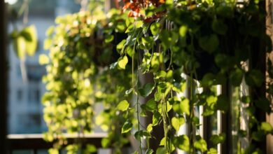 Plantas colgantes las 10 más bonitas para colgar del techo